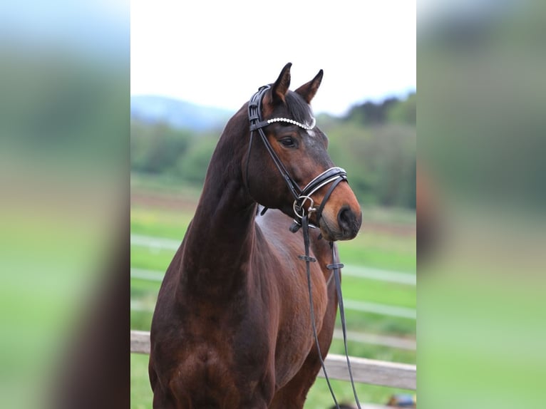 Oostenrijks warmbloed Ruin 6 Jaar 163 cm Donkerbruin in Passail