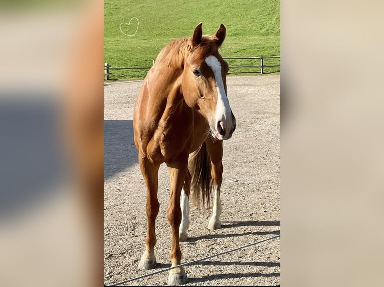 Oostenrijks warmbloed Ruin 6 Jaar 167 cm Vos in St Veit An Der Gölsen