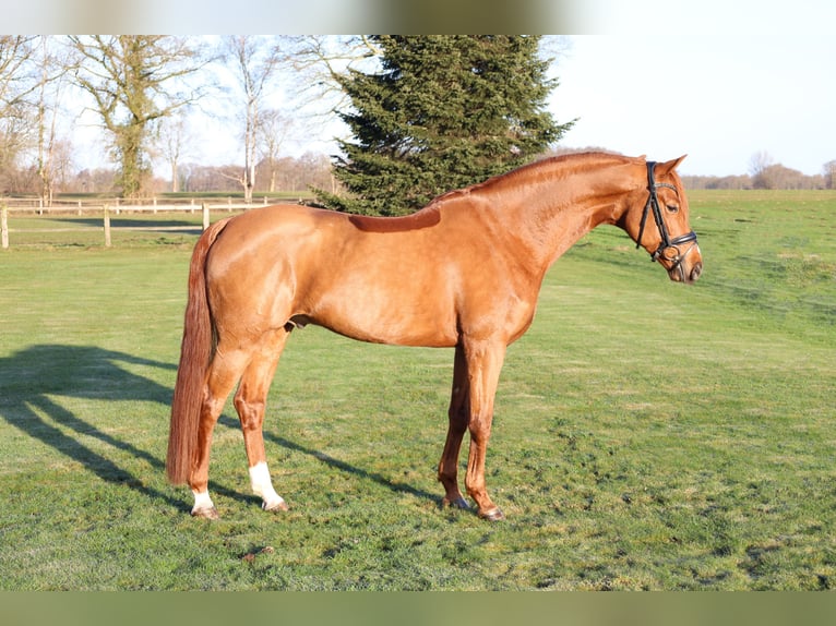 Oostenrijks warmbloed Ruin 6 Jaar 168 cm Vos in Haftenkamp