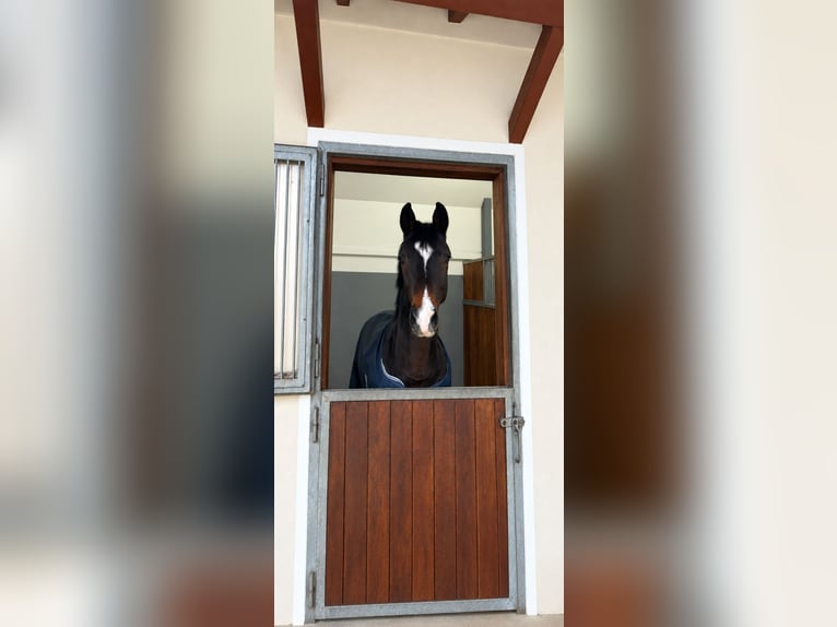 Oostenrijks warmbloed Ruin 6 Jaar 170 cm Donkerbruin in Köttmannsdorf