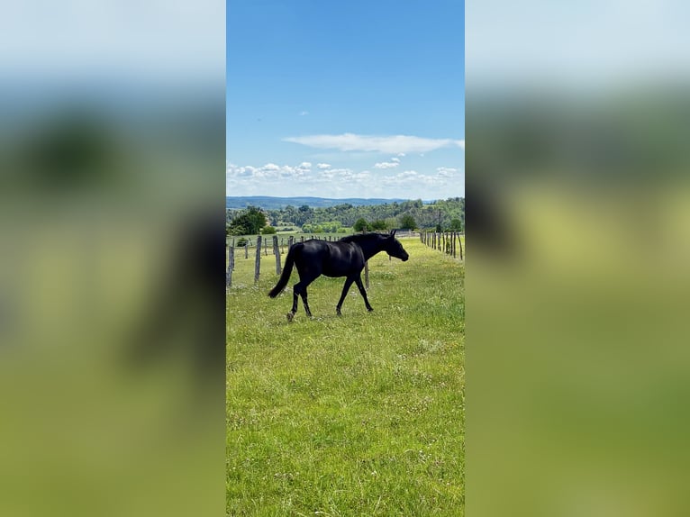 Oostenrijks warmbloed Ruin 6 Jaar 172 cm Donkerbruin in St. Pölten