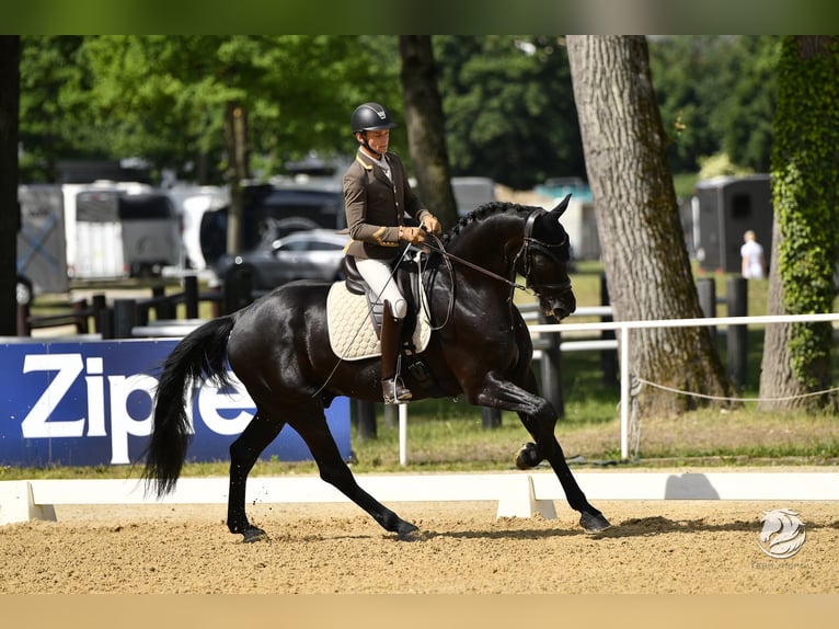 Oostenrijks warmbloed Ruin 6 Jaar 172 cm Zwart in Bad Kleinkirchheim