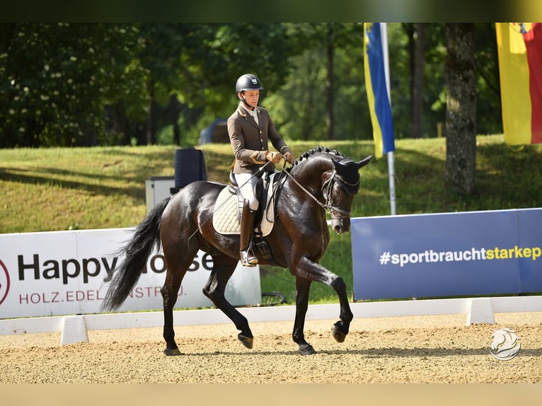 Oostenrijks warmbloed Ruin 6 Jaar 172 cm Zwart in Bad Kleinkirchheim