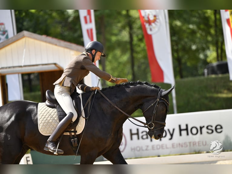 Oostenrijks warmbloed Ruin 6 Jaar 172 cm Zwart in Bad Kleinkirchheim