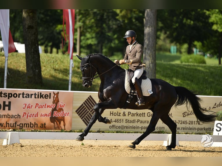 Oostenrijks warmbloed Ruin 6 Jaar 172 cm Zwart in Bad Kleinkirchheim