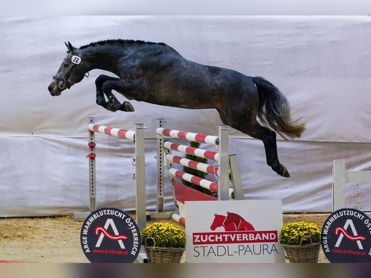 Oostenrijks warmbloed Ruin 6 Jaar 175 cm kan schimmel zijn in Steinakirchen am Forst