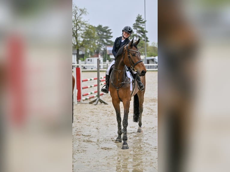 Oostenrijks warmbloed Ruin 6 Jaar 176 cm Bruin in Schlins