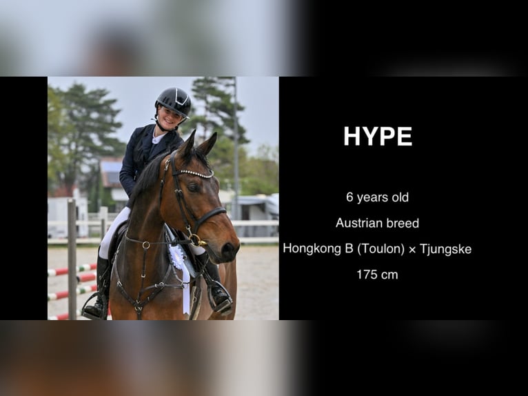 Oostenrijks warmbloed Ruin 6 Jaar 176 cm Bruin in Schlins