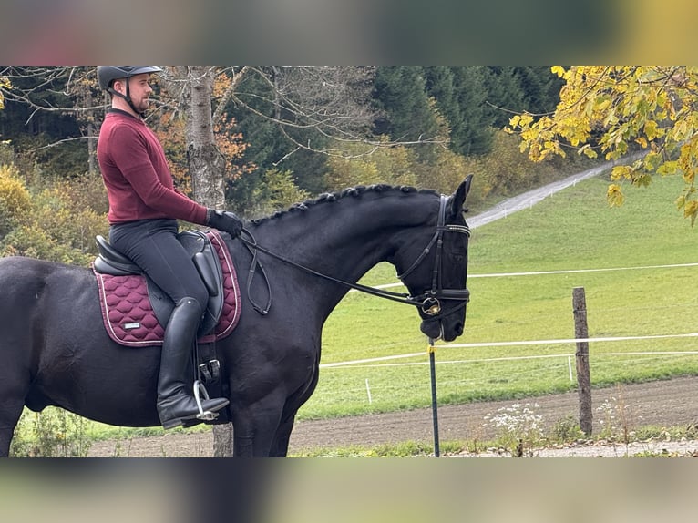 Oostenrijks warmbloed Ruin 6 Jaar Zwart in Bad Kleinkirchheim