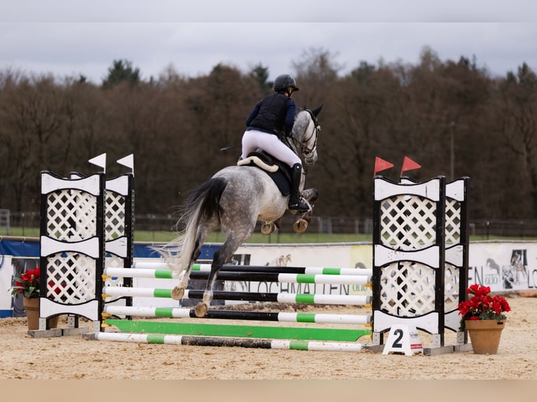 Oostenrijks warmbloed Ruin 7 Jaar 165 cm Appelschimmel in Mühlheim am Inn