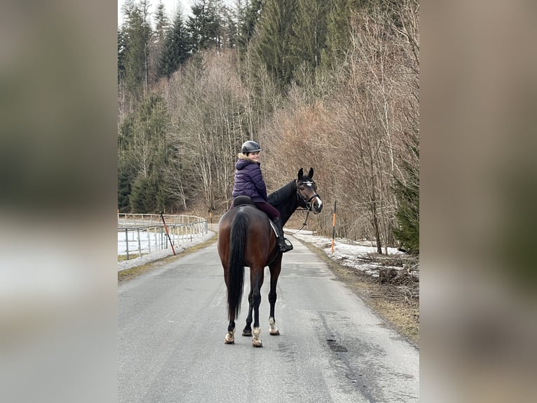 Oostenrijks warmbloed Ruin 7 Jaar 168 cm Bruin in Abtenau