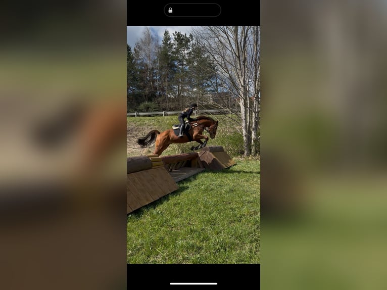 Oostenrijks warmbloed Ruin 7 Jaar 173 cm Vos in K&#xF6;nigsberg