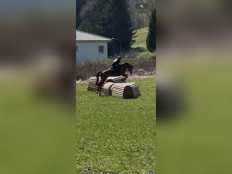 Oostenrijks warmbloed Ruin 7 Jaar 173 cm Vos in K&#xF6;nigsberg