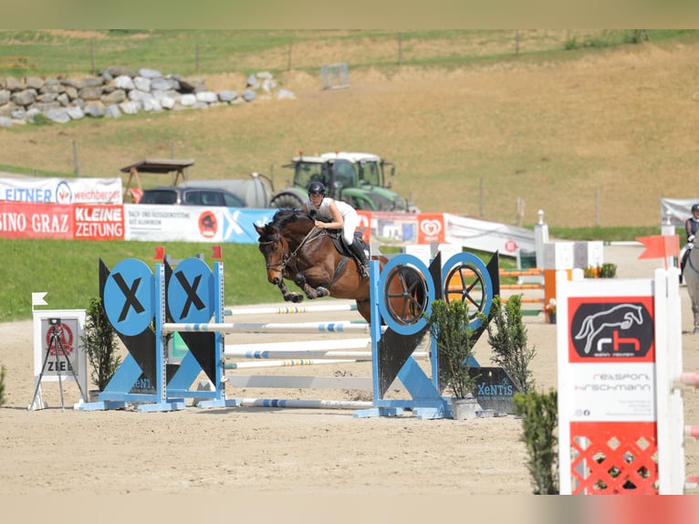 Oostenrijks warmbloed Ruin 7 Jaar 174 cm Bruin in St. Ruprecht an der Raab