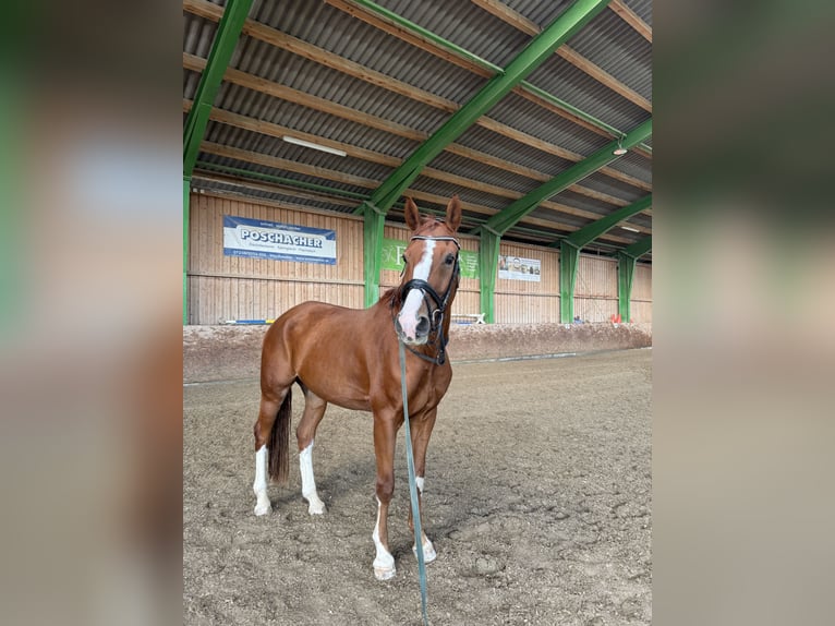 Oostenrijks warmbloed Ruin 7 Jaar 176 cm Vos in Bad Zell