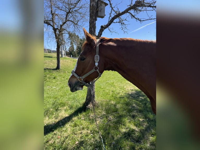 Oostenrijks warmbloed Ruin 7 Jaar 176 cm Vos in Bad Zell