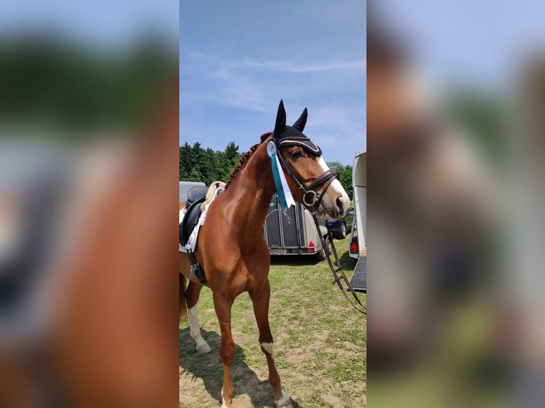 Oostenrijks warmbloed Ruin 7 Jaar 176 cm Vos in Bad Zell
