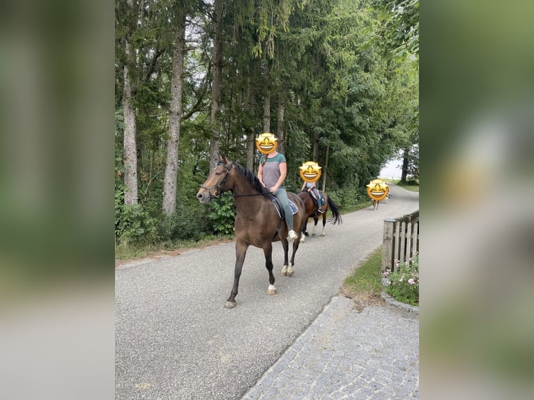 Oostenrijks warmbloed Ruin 8 Jaar 162 cm Donkerbruin in Tumeltsham