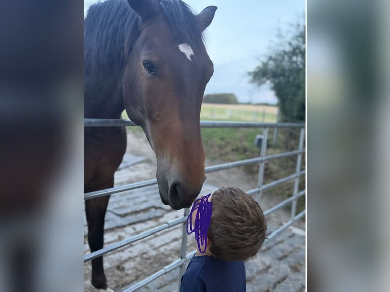 Oostenrijks warmbloed Ruin 8 Jaar 162 cm Donkerbruin in Tumeltsham
