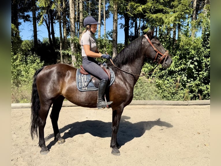 Oostenrijks warmbloed Ruin 8 Jaar 163 cm Zwart in Davidschlag