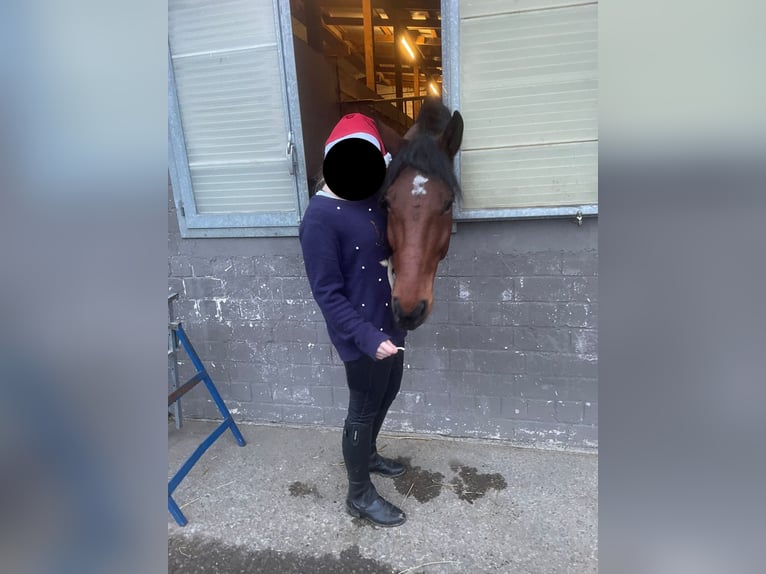 Oostenrijks warmbloed Ruin 8 Jaar 168 cm Bruin in Elixhausen