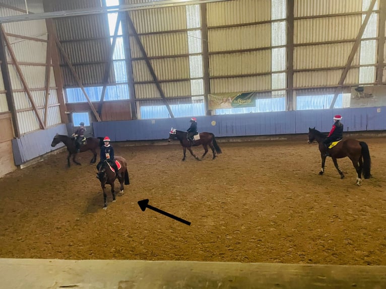 Oostenrijks warmbloed Ruin 8 Jaar 168 cm Bruin in Elixhausen