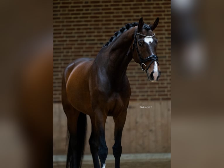 Oostenrijks warmbloed Ruin 8 Jaar 169 cm Bruin in Goch