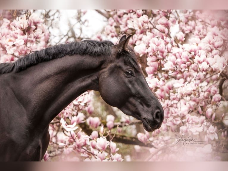 Oostenrijks warmbloed Ruin 8 Jaar 170 cm Zwart in Backnang