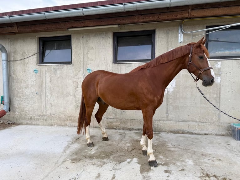 Oostenrijks warmbloed Ruin 8 Jaar 172 cm Vos in Oberwart