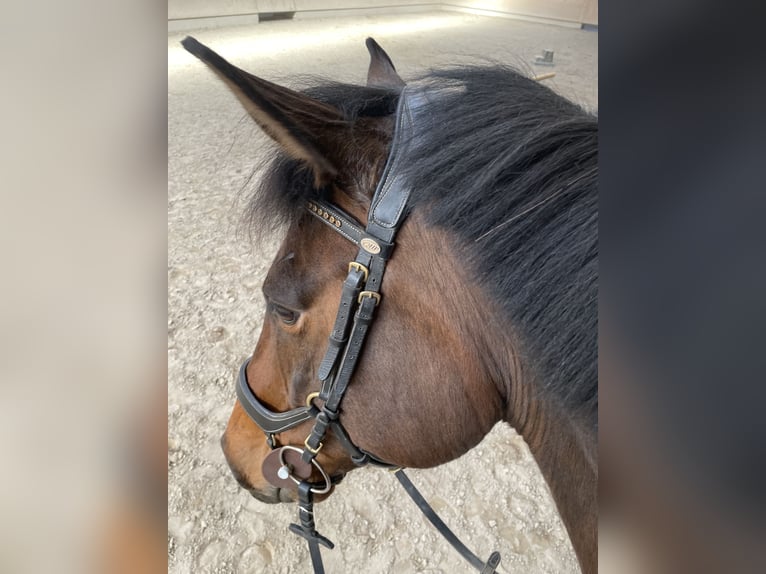 Oostenrijks warmbloed Ruin 8 Jaar 173 cm Bruin in Altenmarkt