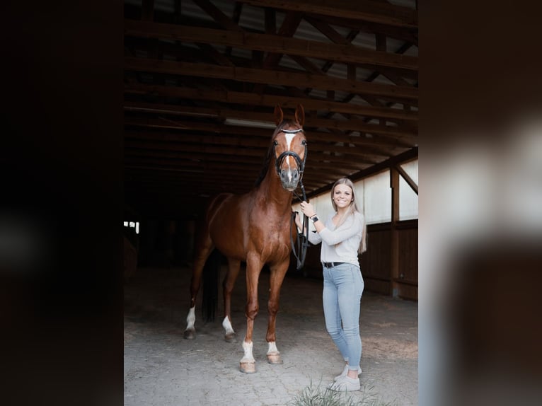 Oostenrijks warmbloed Ruin 8 Jaar 173 cm Vos in Königsberg