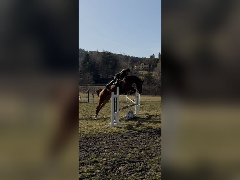 Oostenrijks warmbloed Ruin 8 Jaar 173 cm Vos in Königsberg