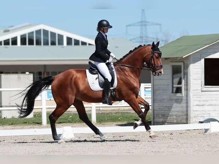Oostenrijks warmbloed Ruin 8 Jaar 180 cm Bruin in Au am Leithaberge