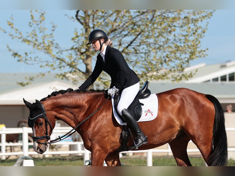 Oostenrijks warmbloed Ruin 8 Jaar 180 cm Bruin in Au am Leithaberge