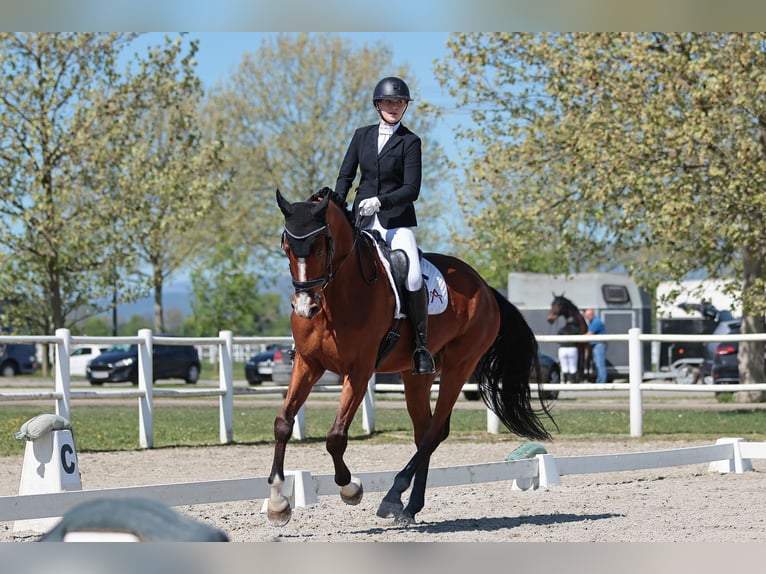 Oostenrijks warmbloed Ruin 8 Jaar 180 cm Bruin in Au am Leithaberge