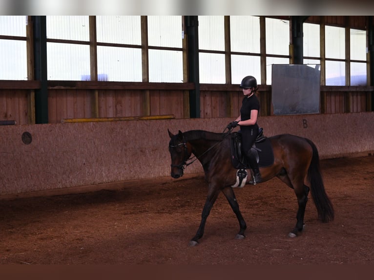 Oostenrijks warmbloed Mix Ruin 9 Jaar 165 cm Bruin in St. Johann in Tirol