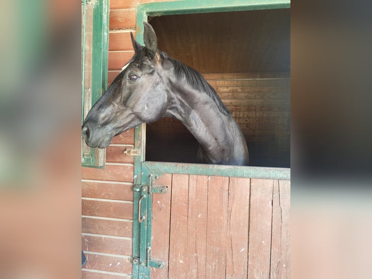 Oostenrijks warmbloed Ruin 9 Jaar 165 cm Zwart in Podersdorf am See