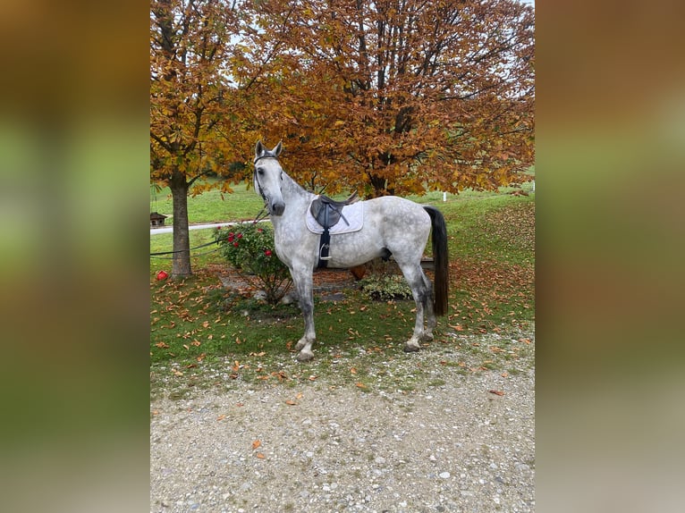 Oostenrijks warmbloed Ruin 9 Jaar 172 cm Appelschimmel in Wolfsbach