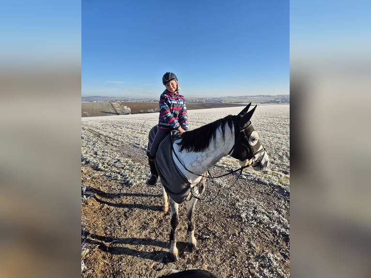 Oostenrijks warmbloed Ruin 9 Jaar 174 cm Schimmel in Haag