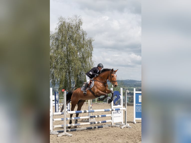 Oostenrijks warmbloed Ruin 9 Jaar 184 cm Bruin in Lembach
