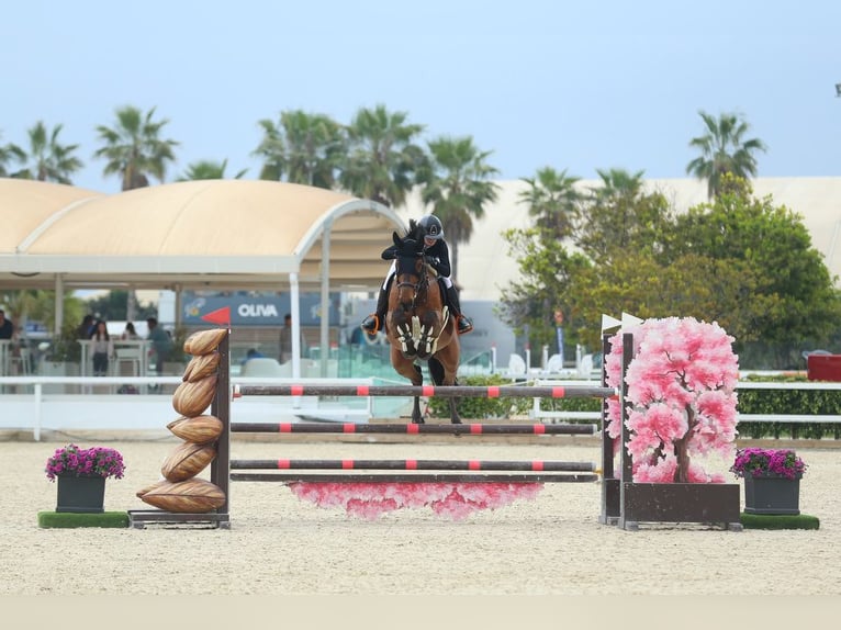 Oostenrijks warmbloed Ruin 9 Jaar Bruin in Schlatt