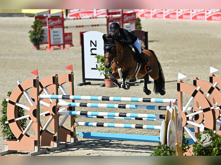 Oostenrijks warmbloed Ruin 9 Jaar Bruin in Schlatt