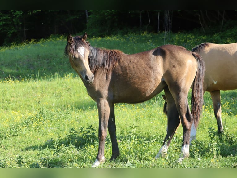 Oostenrijkse rijpony Merrie 1 Jaar 150 cm Buckskin in St.Georgen an der Leys