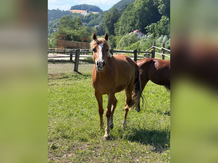 Oostenrijkse rijpony Merrie 2 Jaar 143 cm Vos in Bromberg
