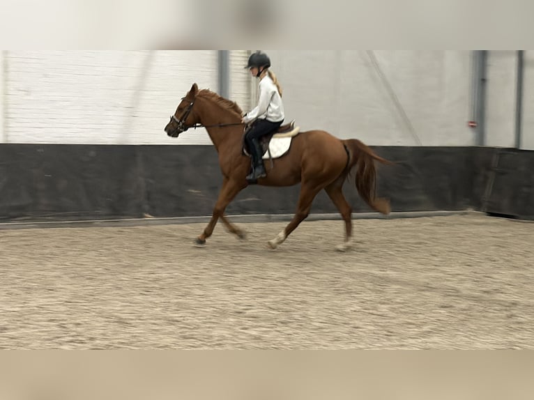 Oostenrijkse rijpony Mix Ruin 6 Jaar 150 cm Vos in Nettetal