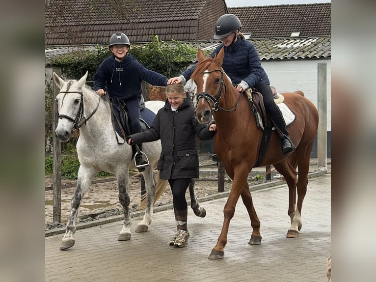 Oostenrijkse rijpony Mix Ruin 6 Jaar 150 cm Vos in Nettetal