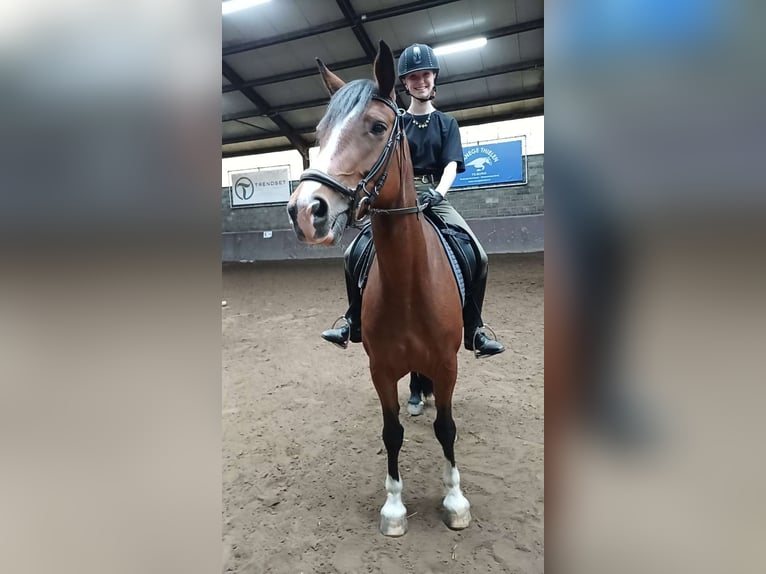 opzoek naar een verzorgpaard in omgeving tilburg