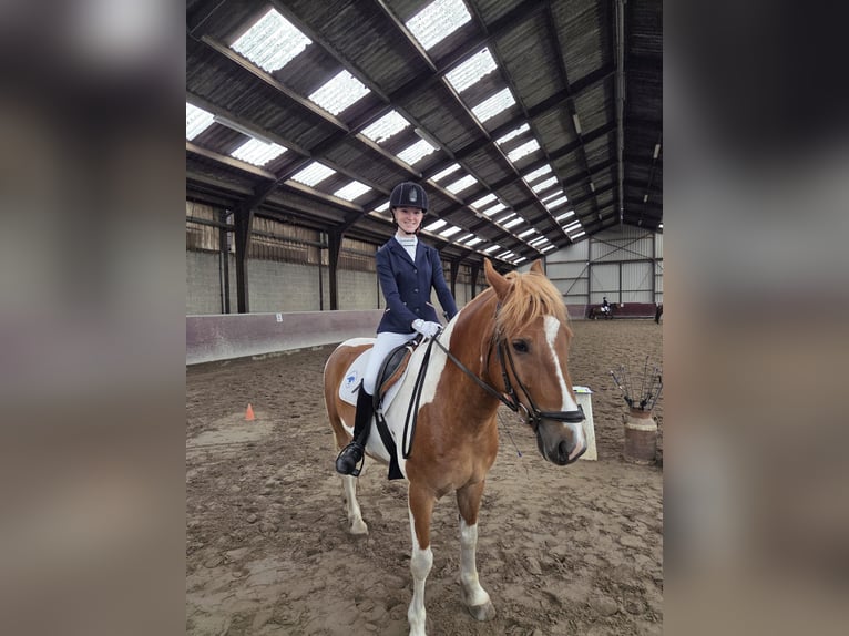 opzoek naar een verzorgpaard in omgeving tilburg