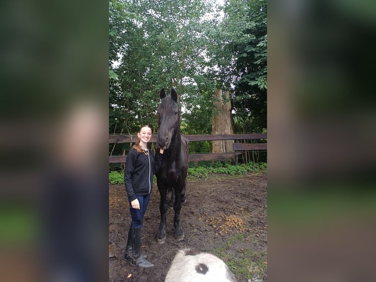 opzoek naar een verzorgpaard in omgeving tilburg