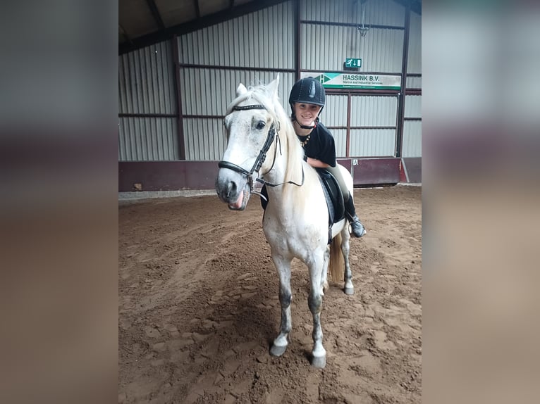opzoek naar een verzorgpaard in omgeving tilburg